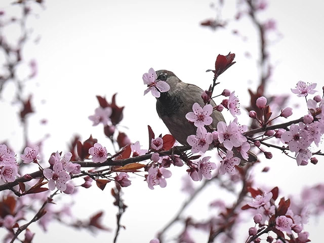 Ankara'da kiraz ağaçları çiçek açtı