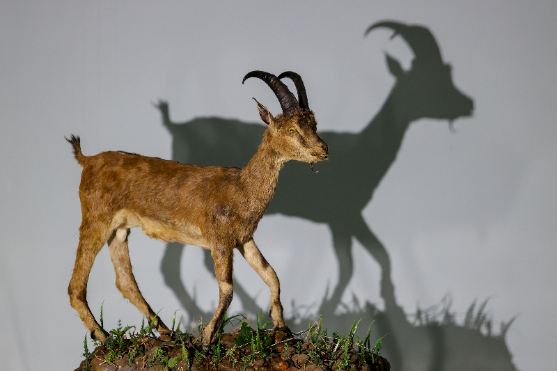 Van'da nesli koruma altındaki yaban hayvanları tahnit sanatıyla müzede tanıtılacak
