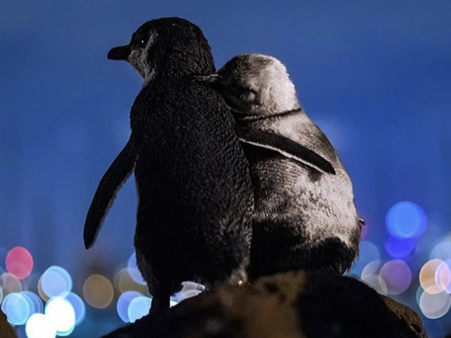 Aile bireylerini kaybetmiş iki penguenin birbirine sarıldıkları o an.