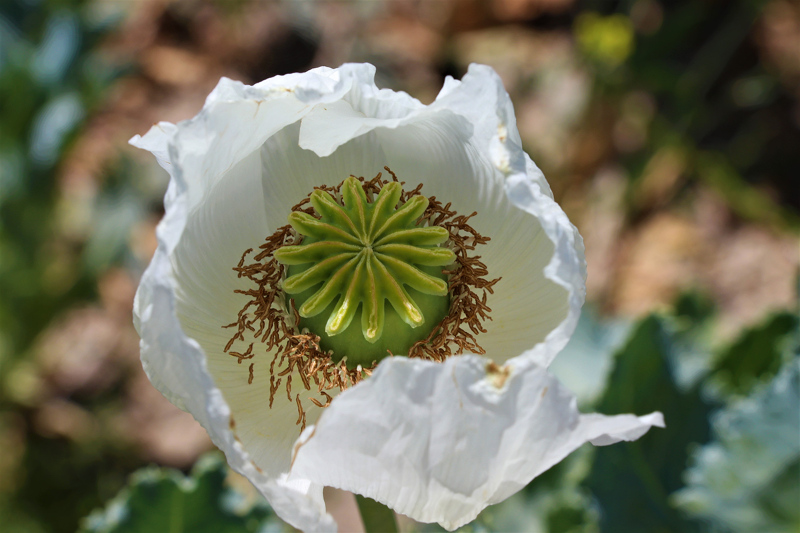 Burdur'da ekilen beyaz haşhaşın çiçekleri ile tarlada açan gelincikler görsel şölen yaşatıyor