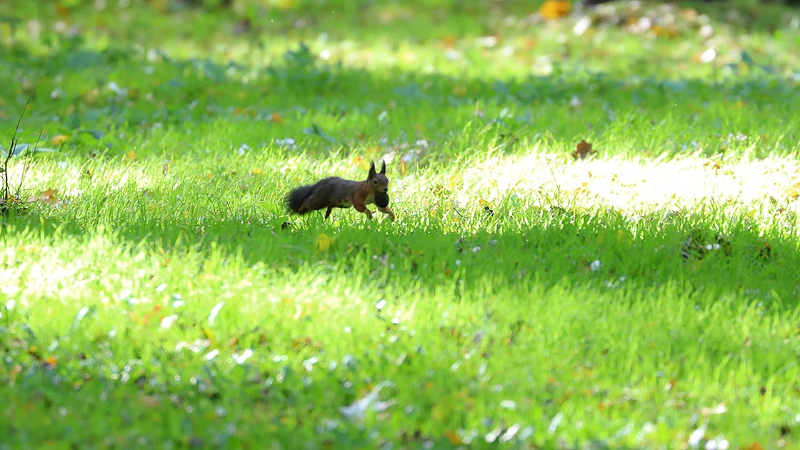 Edirne kent ormanında sevimli sincapların yiyecek bulma telaşı 1