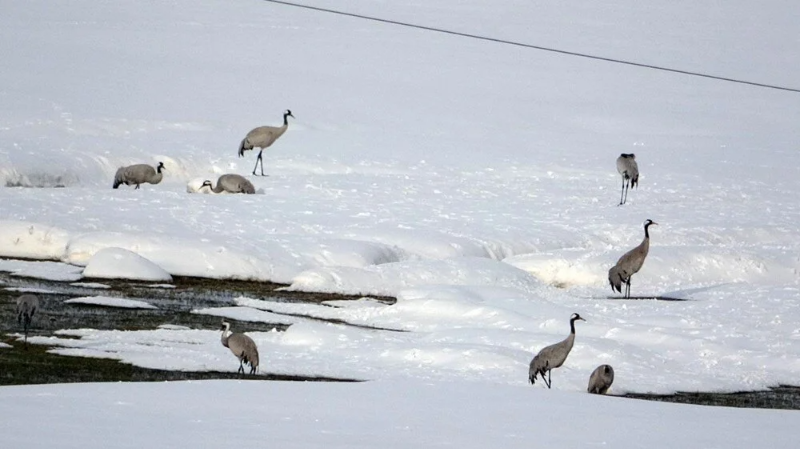 Turnalar 30 yıl aradan sonra Yüksekova'ya yeniden geldi 3