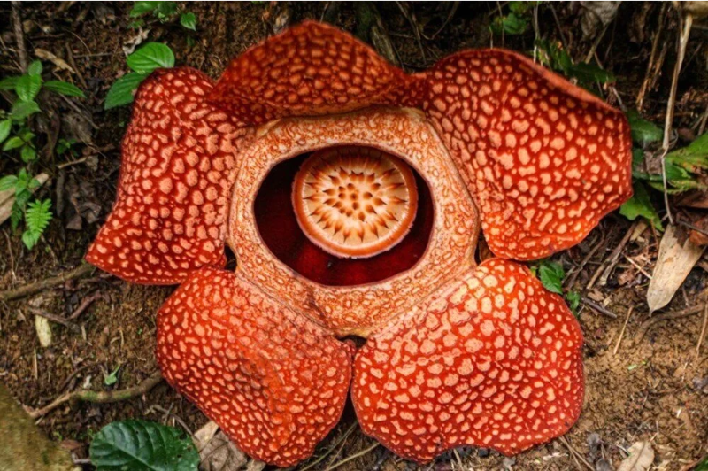 Dünyanın en büyük çiçeği, Endonezya'da ceset çiçeği açtı