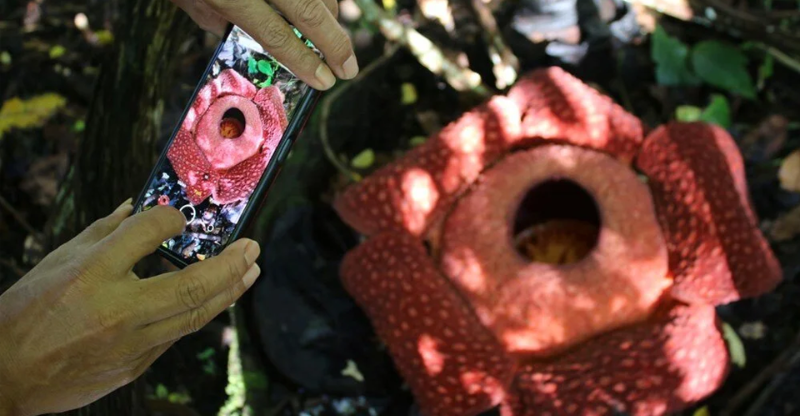 Dünyanın en büyük çiçeği, Endonezya'da ceset çiçeği açtı