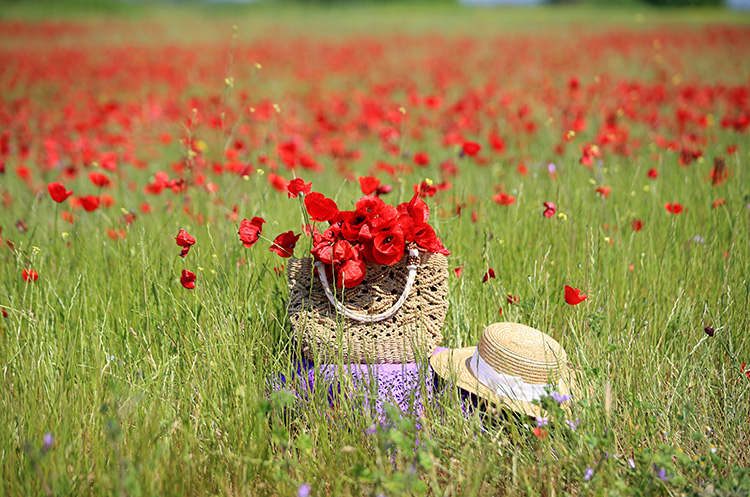 Yıldız Dağları'nın etekleri açan gelinciklerle kırmızıya büründü 2
