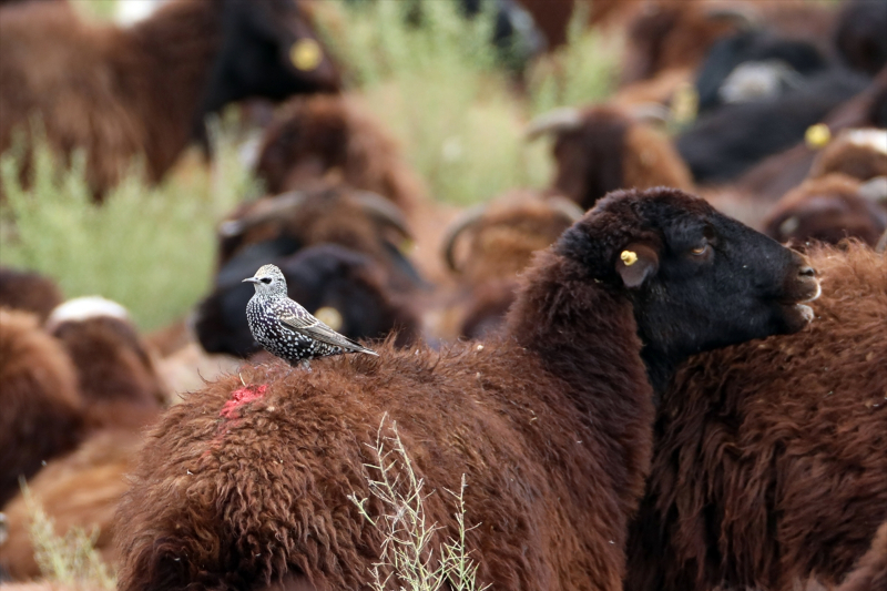 Koyunların üstündeki böceklerle beslenen kuşlar kameraya yansıdı