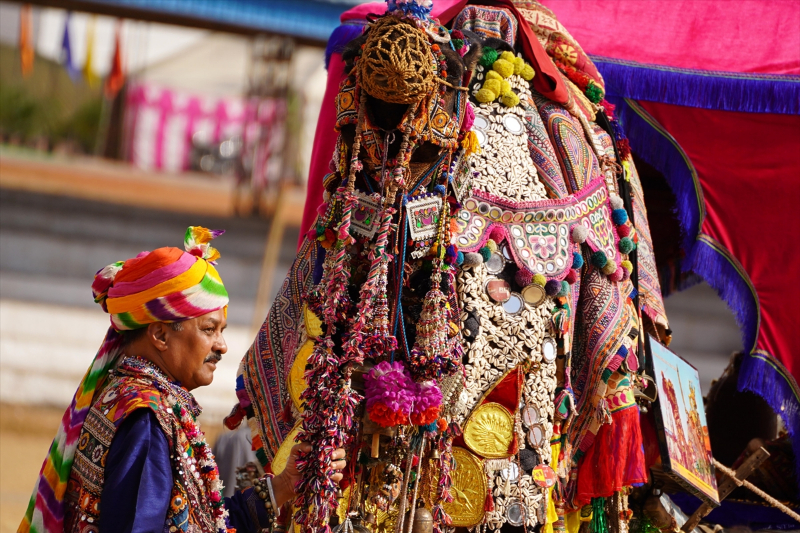 Hindistan'da geleneksel Pushkar Deve Festivali gerçekleştirildi