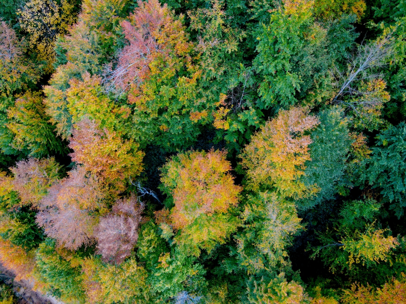 Kastamonu'daki Loç Vadisi ziyaretçilerini sonbahar renkleriyle ağırlıyor 7