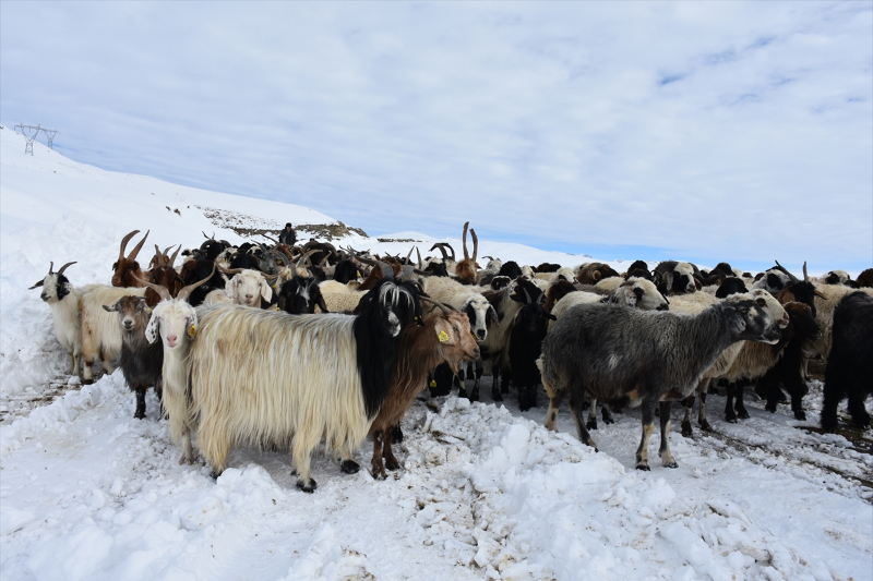 Kışın kar esareti yaşanan köyde, sürülerin kente göçü başladı 4