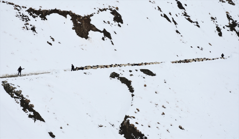 Kışın kar esareti yaşanan köyde, sürülerin kente göçü başladı 2