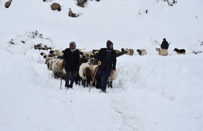 Kışın kar esareti yaşanan köyde, sürülerin kente göçü başladı 3