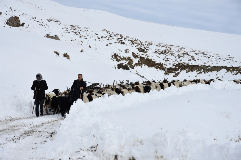 Kışın kar esareti yaşanan köyde, sürülerin kente göçü başladı 7