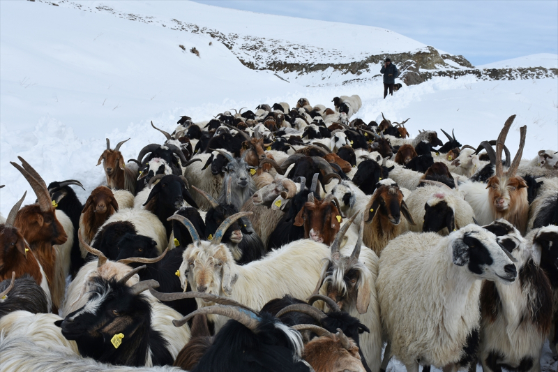 Kışın kar esareti yaşanan köyde, sürülerin kente göçü başladı 10