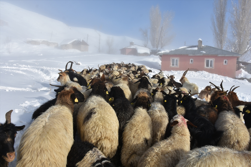 Kışın kar esareti yaşanan köyde, sürülerin kente göçü başladı 11