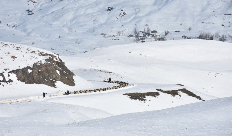 Kışın kar esareti yaşanan köyde, sürülerin kente göçü başladı 8