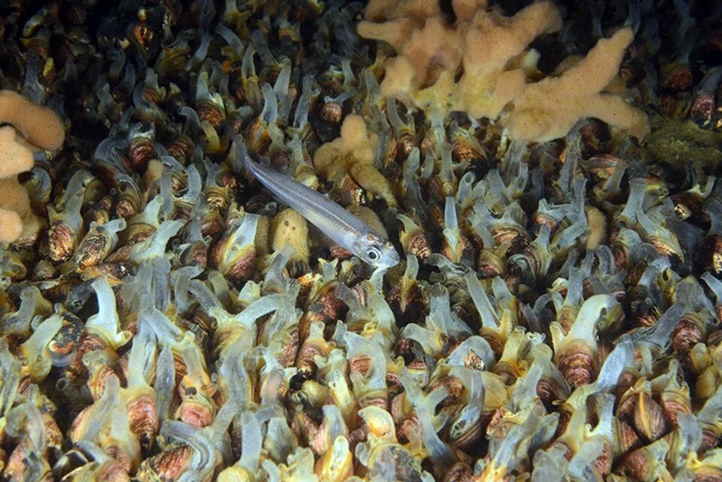 Kapulukaya Barajı'nın su altı güzellikleri görüntülendi 2