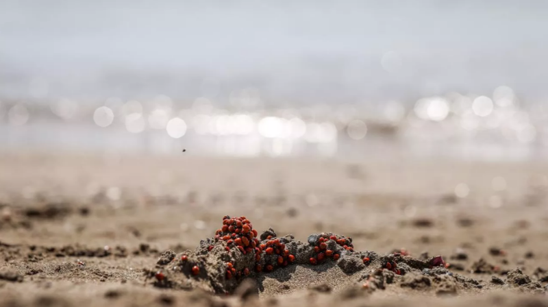 Deniz kaplumbağalarının yumurtlama alanında uğur böceği yoğunluğu 1