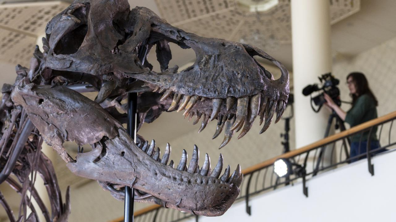 İsviçre'de açık artırmaya çıkarılan T-Rex iskeleti 6,2 milyon dolara satıldı.