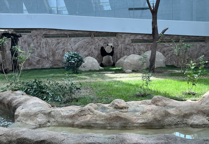 Katar'ın sevimli panda çifti, Orta Doğu'da bir ilke imza atıyor