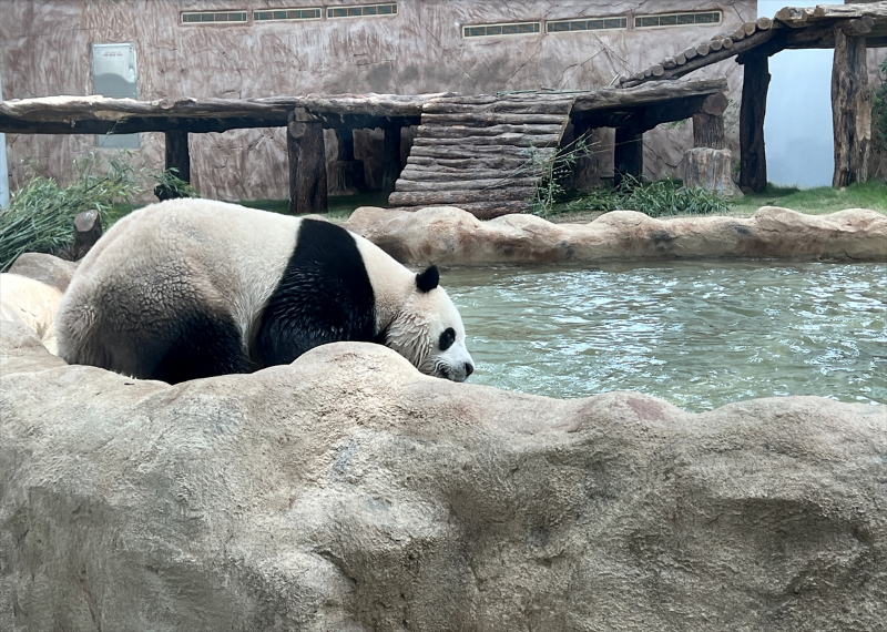 Katar'ın sevimli panda çifti, Orta Doğu'da bir ilke imza atıyor 14