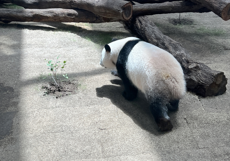 Katar'ın sevimli panda çifti, Orta Doğu'da bir ilke imza atıyor 11