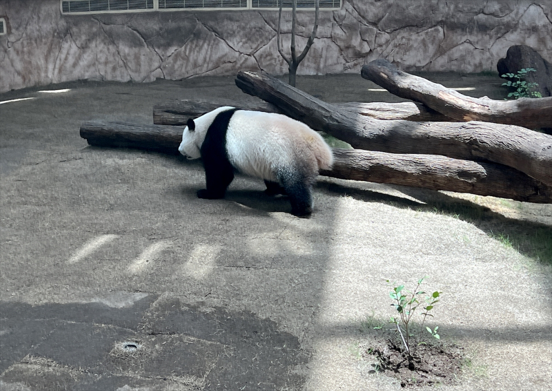 Katar'ın sevimli panda çifti, Orta Doğu'da bir ilke imza atıyor 12