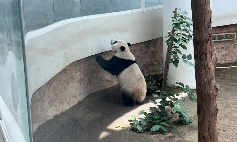 Katar'ın sevimli panda çifti, Orta Doğu'da bir ilke imza atıyor 3