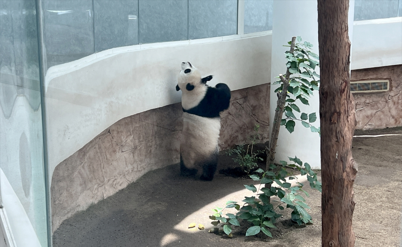 Katar'ın sevimli panda çifti, Orta Doğu'da bir ilke imza atıyor 5
