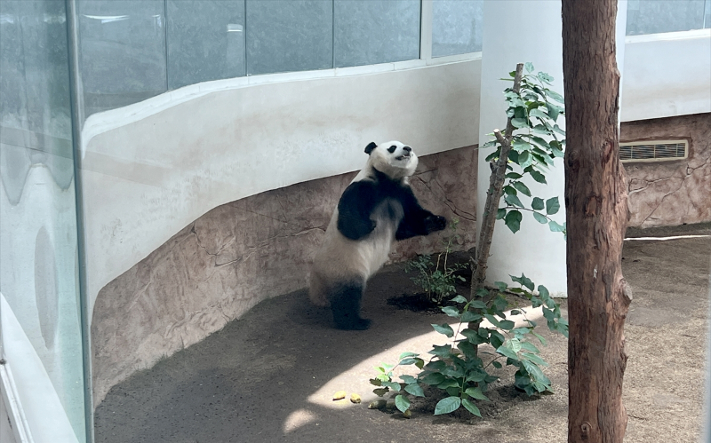Katar'ın sevimli panda çifti, Orta Doğu'da bir ilke imza atıyor 8