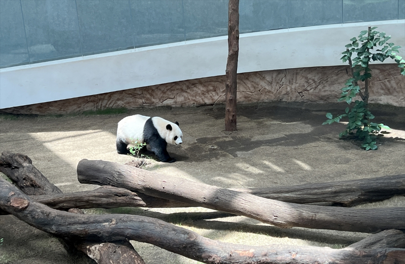 Katar'ın sevimli panda çifti, Orta Doğu'da bir ilke imza atıyor 9