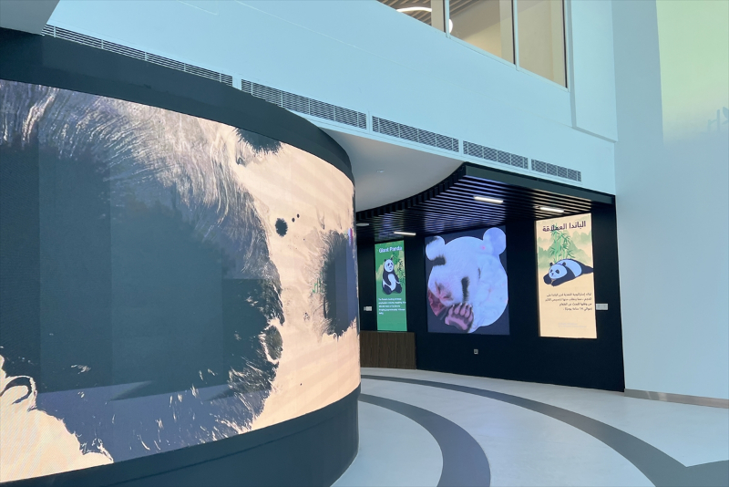 Katar'ın sevimli panda çifti, Orta Doğu'da bir ilke imza atıyor 4