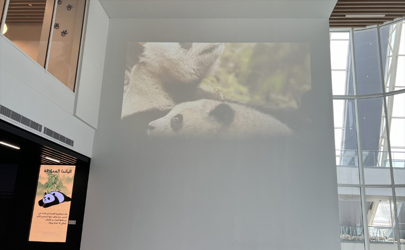 Katar'ın sevimli panda çifti, Orta Doğu'da bir ilke imza atıyor 1