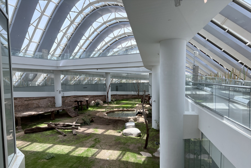 Katar'ın sevimli panda çifti, Orta Doğu'da bir ilke imza atıyor 20