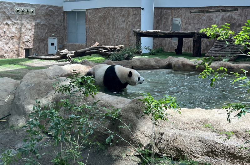 Katar'ın sevimli panda çifti, Orta Doğu'da bir ilke imza atıyor 18
