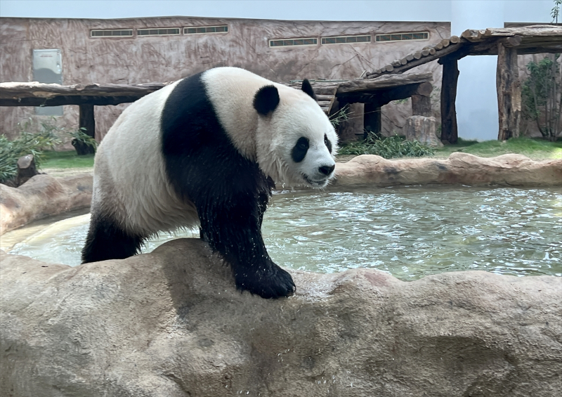 Katar'ın sevimli panda çifti, Orta Doğu'da bir ilke imza atıyor 17