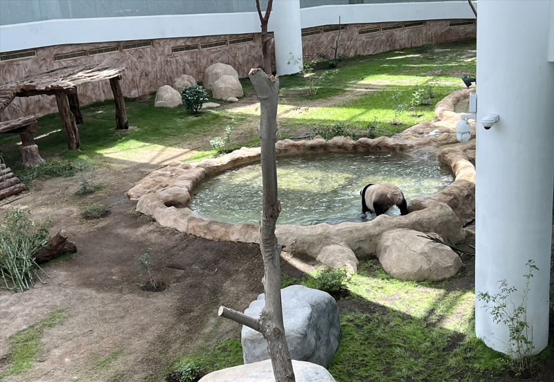 Katar'ın sevimli panda çifti, Orta Doğu'da bir ilke imza atıyor 23