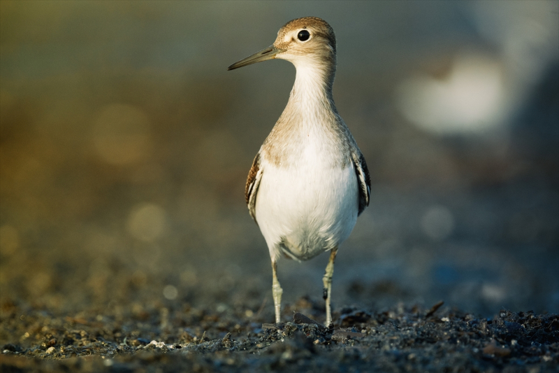 Bursa'nın göçmen kıyı kuşları 5