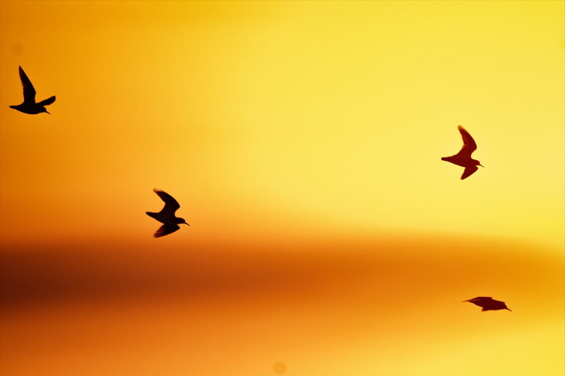 Bursa'nın göçmen kıyı kuşları 6