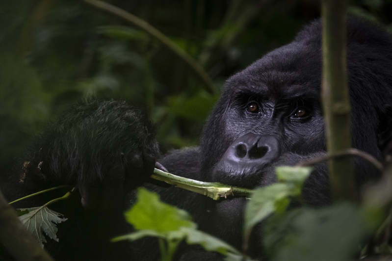 Uganda'da yağmur ormanlarındaki 17 bireyli goril ailesi görüntülendi