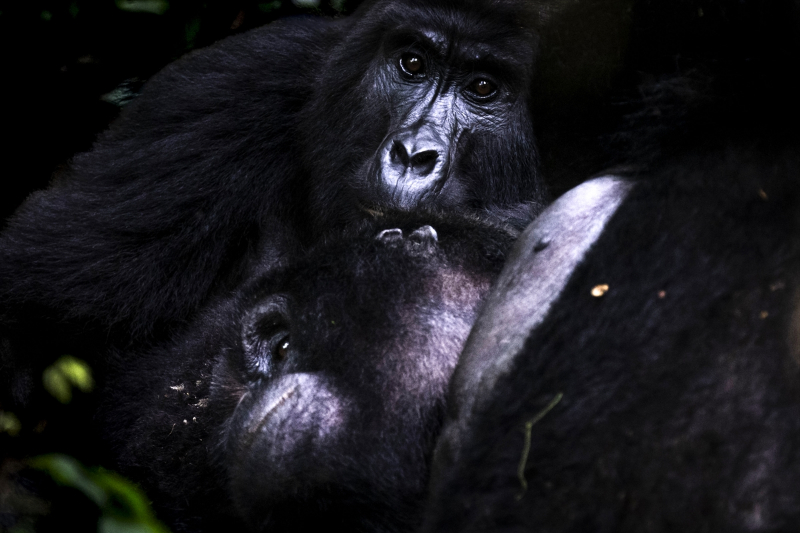 Uganda'da yağmur ormanlarındaki 17 bireyli goril ailesi görüntülendi 2