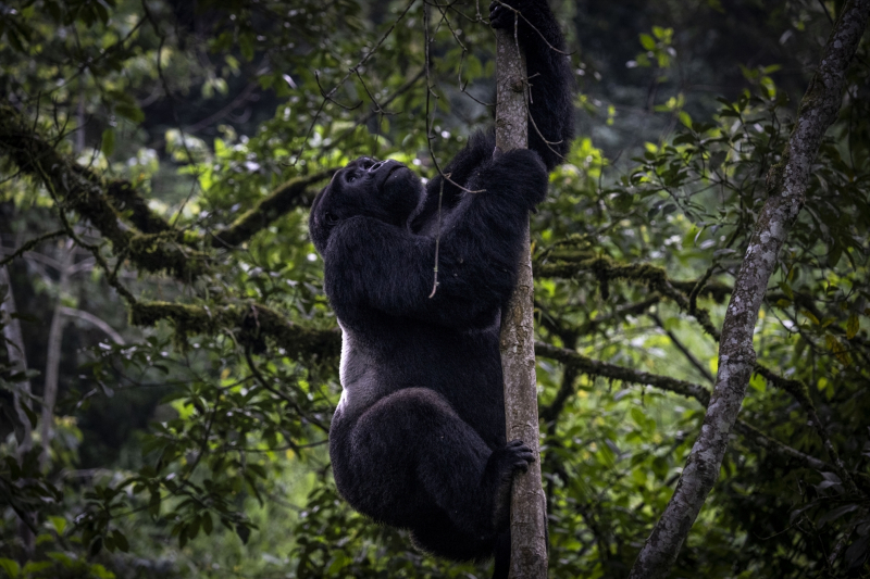 Uganda'da yağmur ormanlarındaki 17 bireyli goril ailesi görüntülendi 10