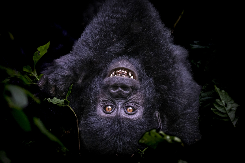 Uganda'da yağmur ormanlarındaki 17 bireyli goril ailesi görüntülendi 9