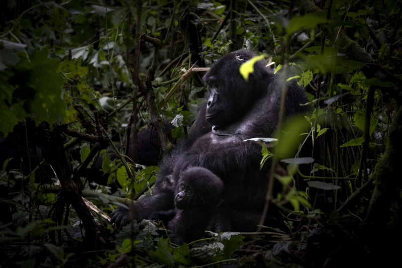 Uganda'da yağmur ormanlarındaki 17 bireyli goril ailesi görüntülendi 11