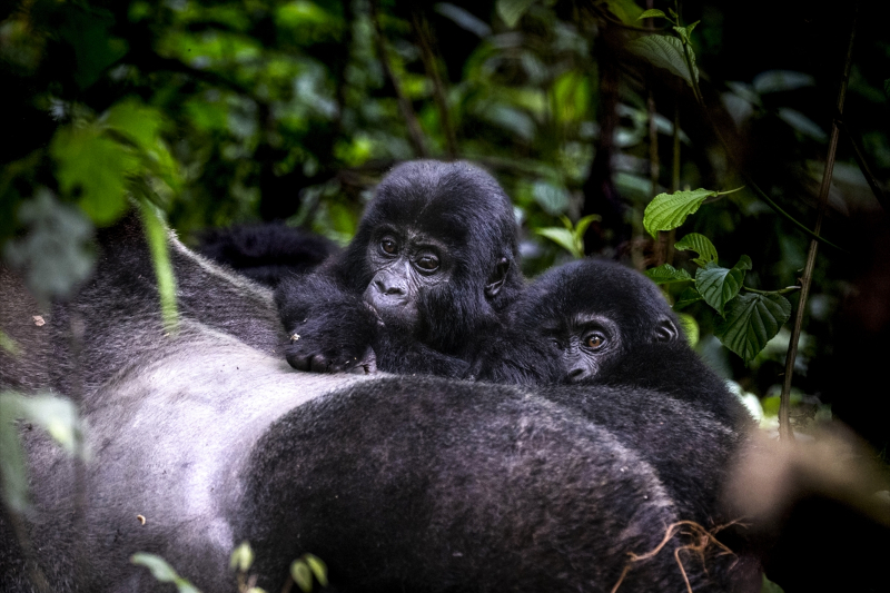 Uganda'da yağmur ormanlarındaki 17 bireyli goril ailesi görüntülendi 3