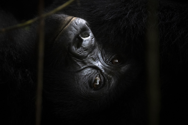 Uganda'da yağmur ormanlarındaki 17 bireyli goril ailesi görüntülendi 5