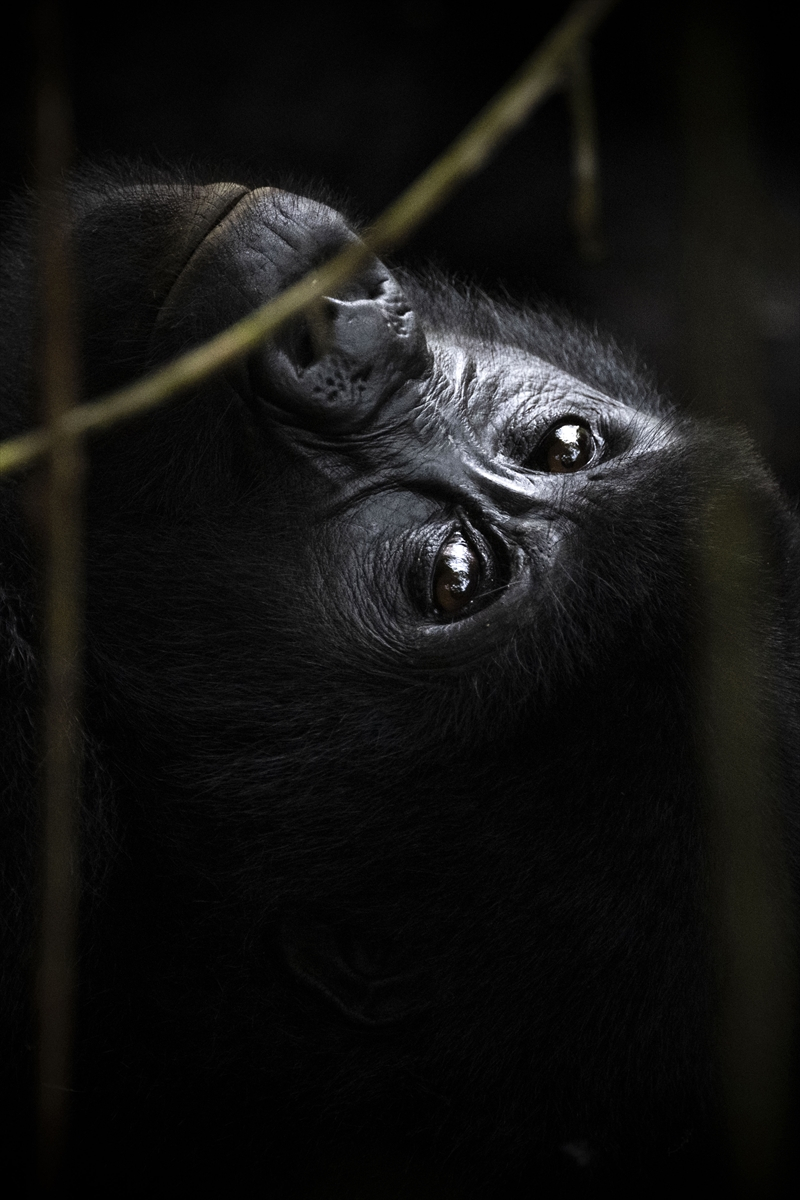 Uganda'da yağmur ormanlarındaki 17 bireyli goril ailesi görüntülendi 16