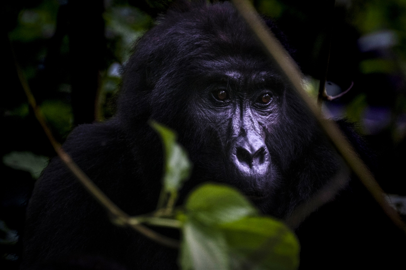 Uganda'da yağmur ormanlarındaki 17 bireyli goril ailesi görüntülendi 8