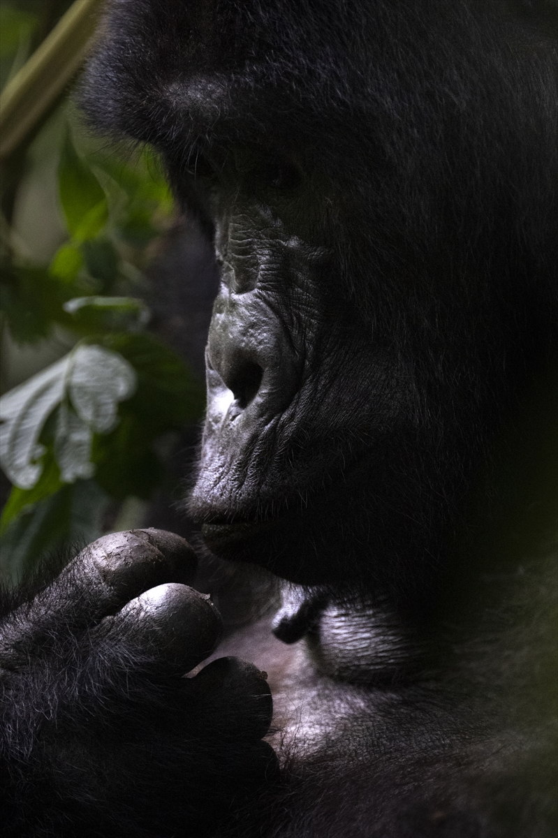 Uganda'da yağmur ormanlarındaki 17 bireyli goril ailesi görüntülendi 17