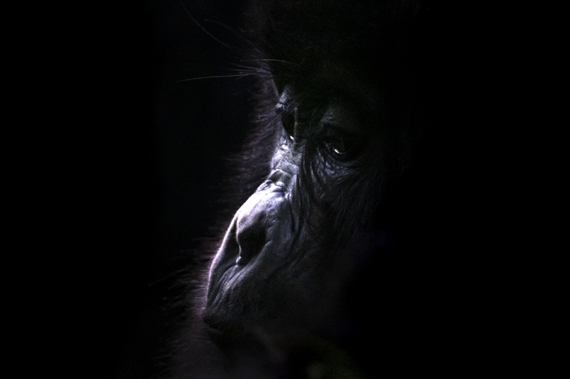 Uganda'da yağmur ormanlarındaki 17 bireyli goril ailesi görüntülendi 4