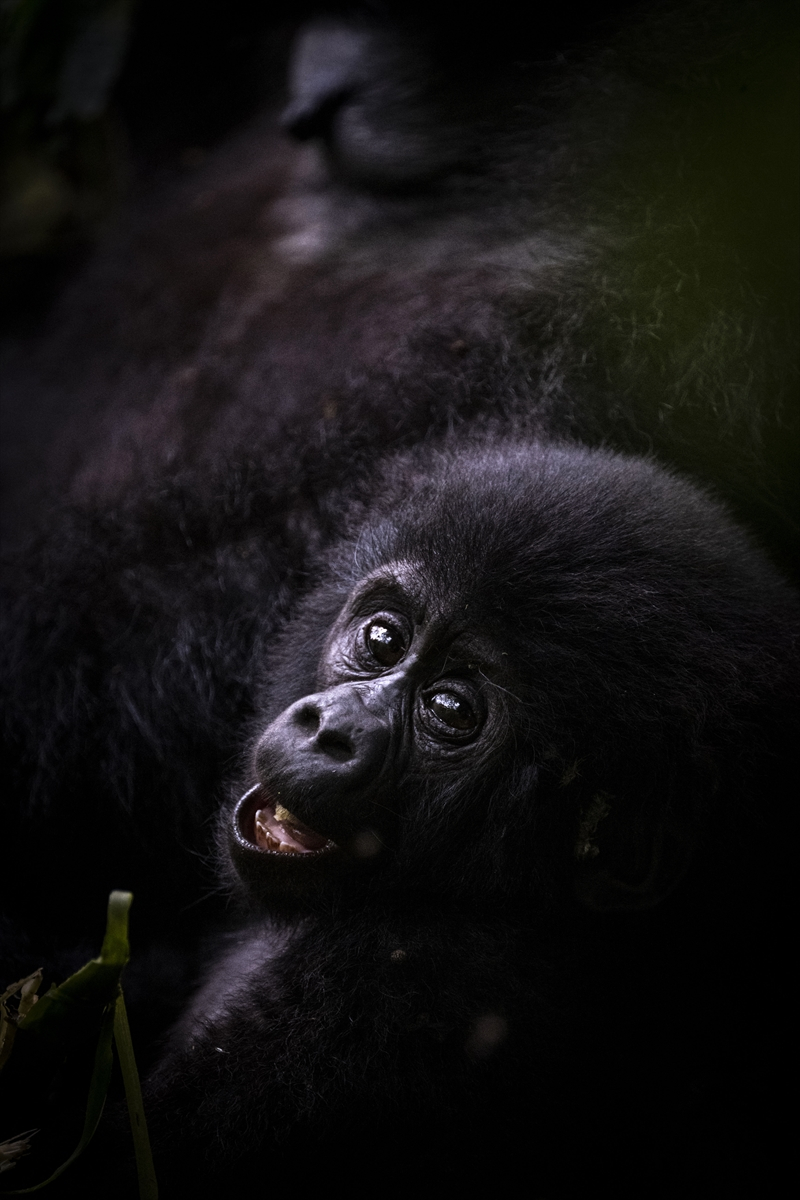 Uganda'da yağmur ormanlarındaki 17 bireyli goril ailesi görüntülendi 20